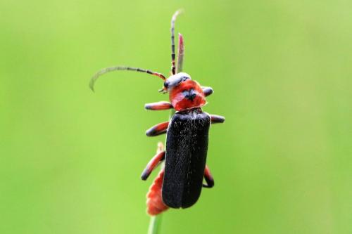 Réf. 302 803 : Cantharis rustica